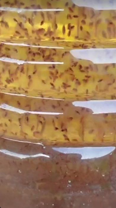 Дафня магня живой культура