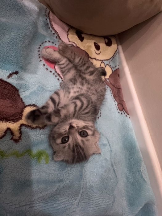 британская короткошерстная кошка
