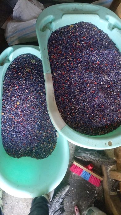 Floarea soarelui pentru semanat