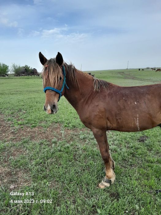 Продам лошадей жылкылар сатам