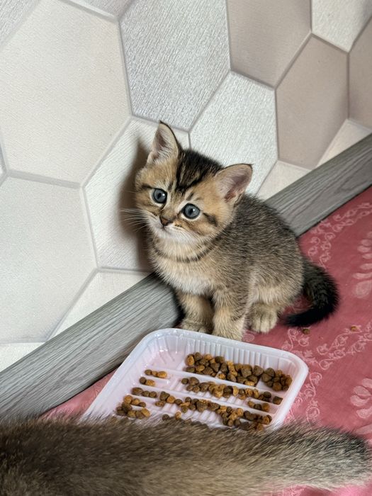 Toza qon Zotdor mushuklar