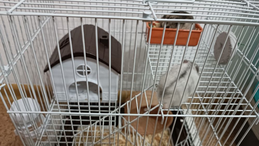 Хомяки Джунгарики