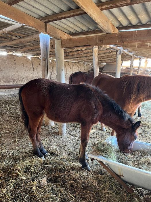 Продам хороших лощадей