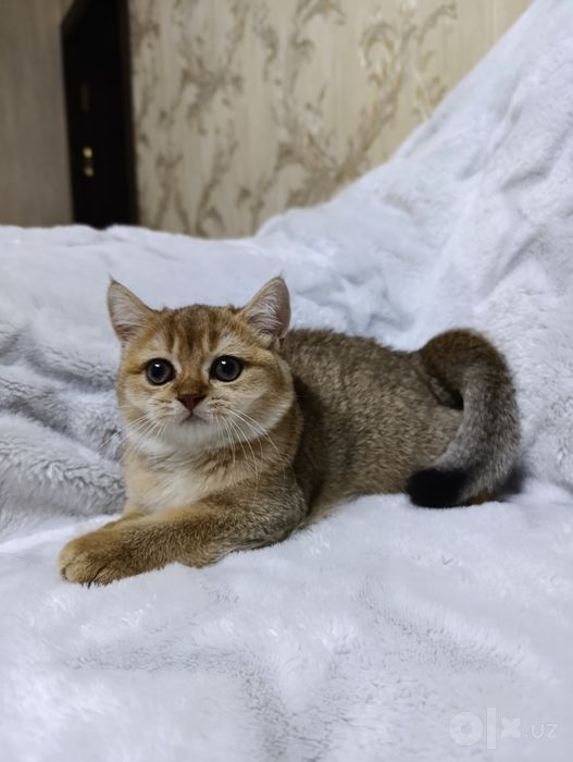 Золотая шиншилла