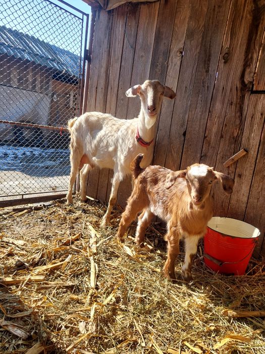 Vând capre   de lapte