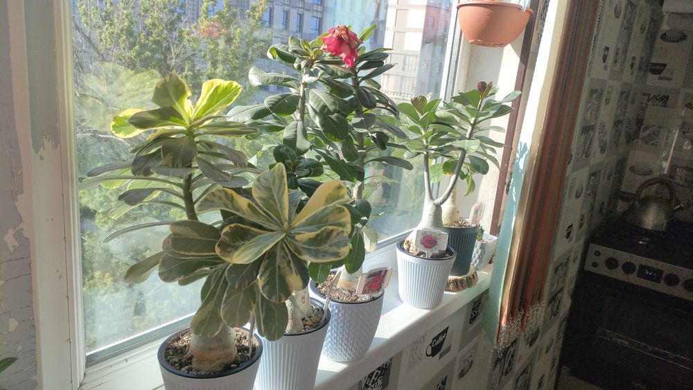 Адениумы сортовые ,поставка с России.