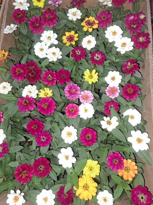 цветы оптом в розницу