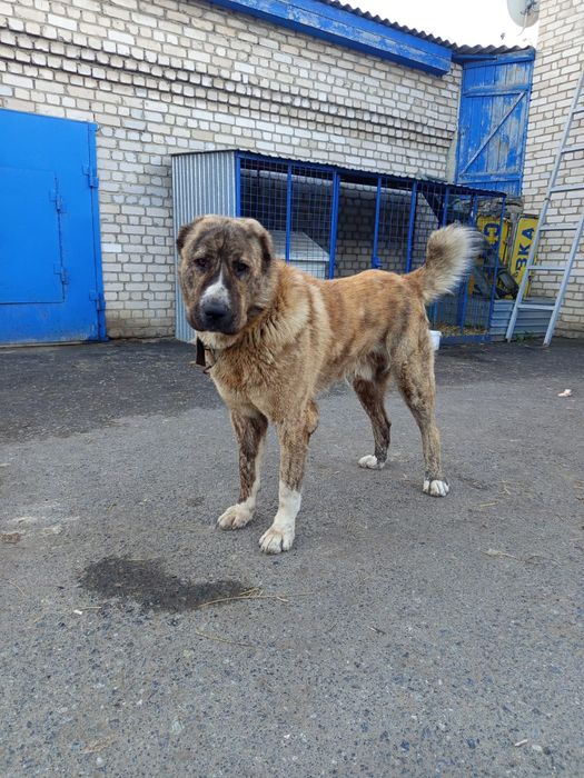 Вязка кобель САО