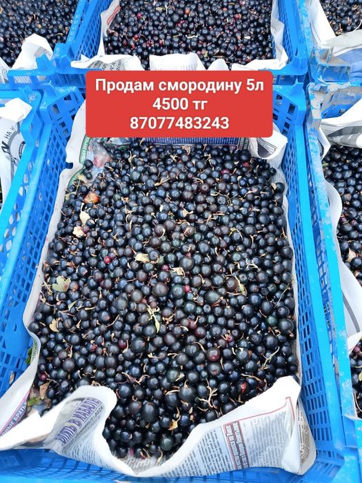 Продам смородину