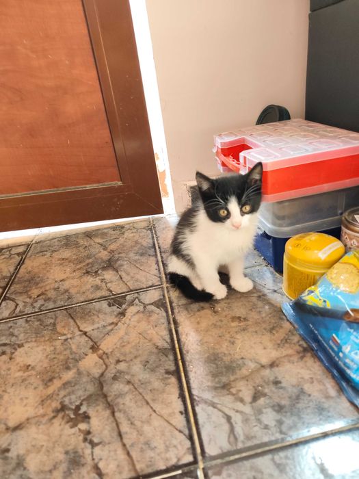 Подарявам малки котенца