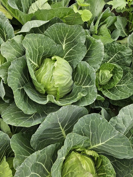 Varză extratimpurie