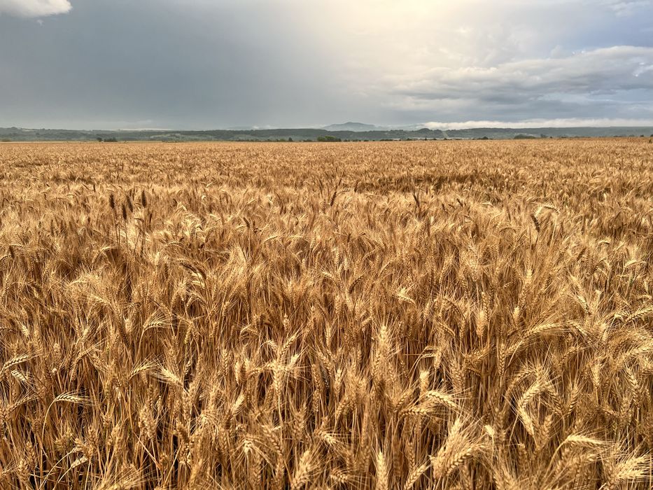 Фуражи/Зърна- Пакетирано/Насипно-Големи и Малки количества