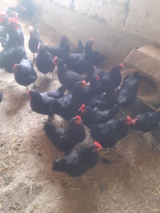 Qora shaxzoda tuxumlar bostirishga va inkubatorga zakaz olamiz