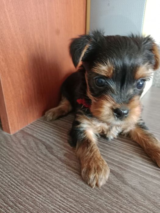 Продаётся щенок Йорка