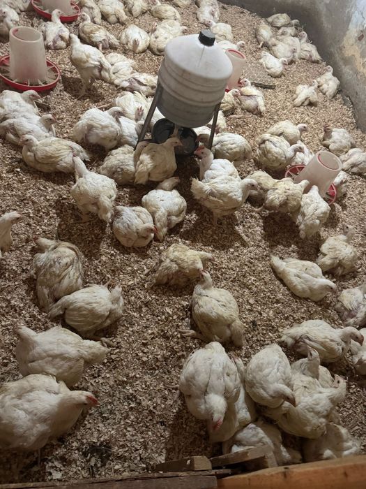 Pui de rasa mixta/Puicute ouatoare//Pui de carne