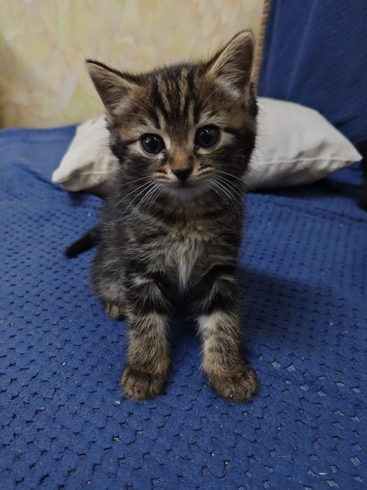 Отдам котят в хорошие руки