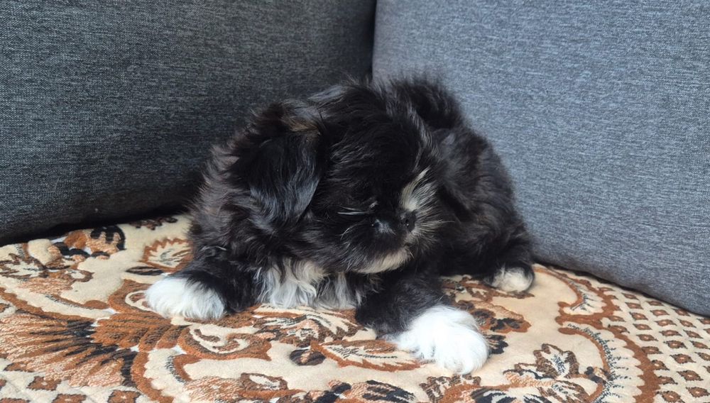 Vand catel Shih Tzu, baietel