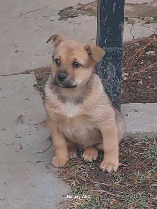 Отдам щенка в хорошие руки