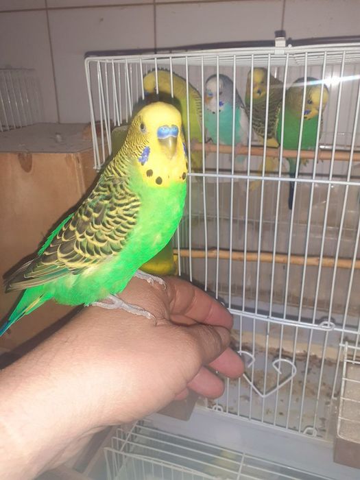 Канарейка попугай сотилади оптом арзон срочно