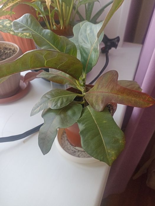 Комнатный цветок кротон