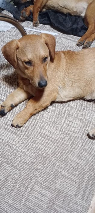 Donez cățel iubitorilor de animale