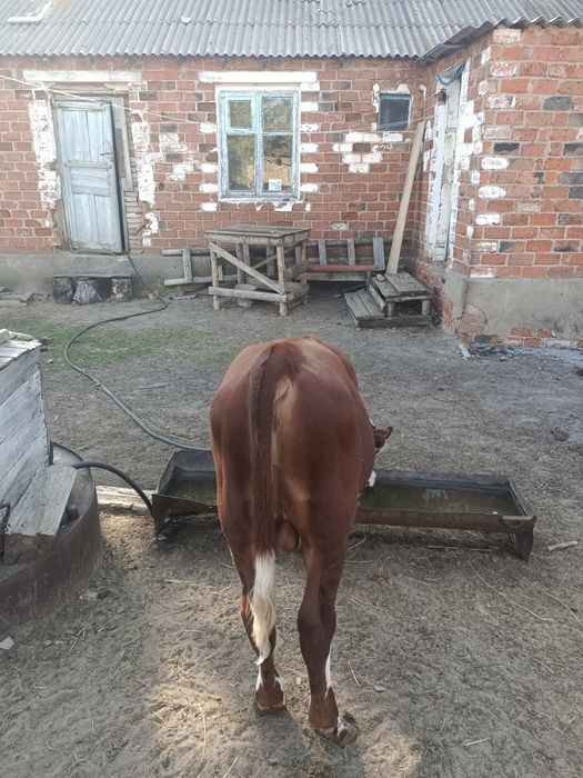 Продаются бычки. Торга нету.