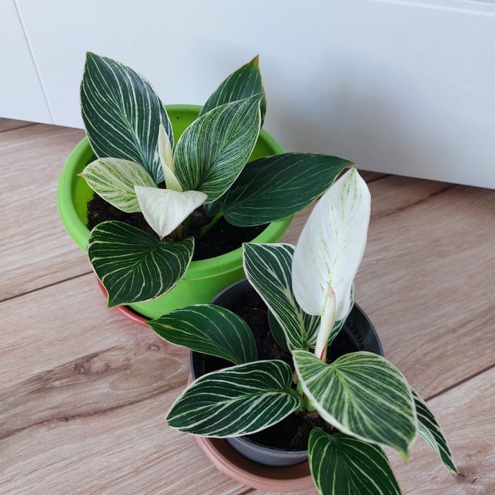 Продам цветы комнатные