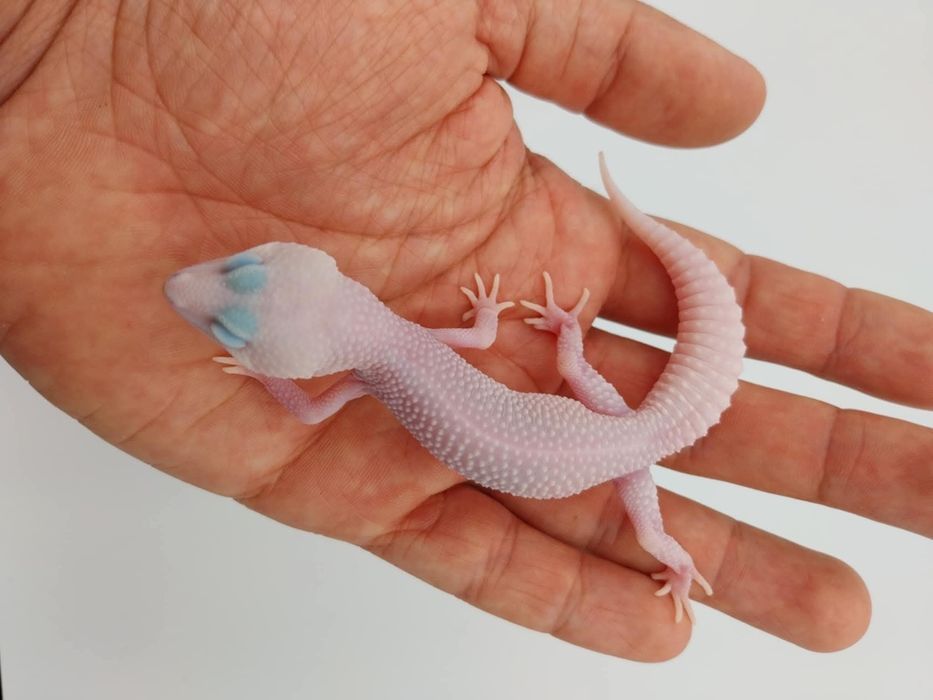 Леопардов Гекон.