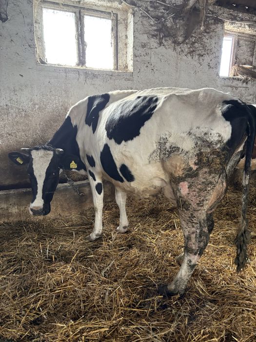 Vaca holstein gestanta in 2 luni cu al 3 vitel