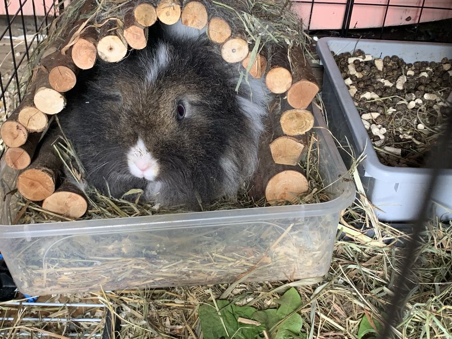 Vand iepure coama leu