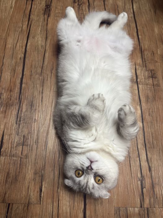 Отдам взрослую кошку в добрые руки