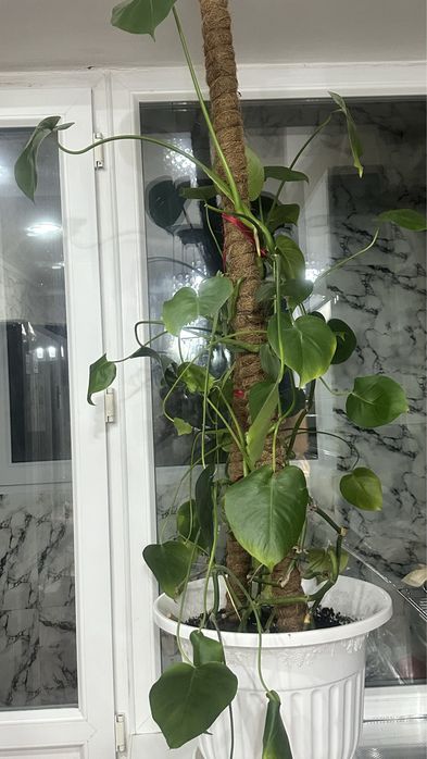 цветы продам живой