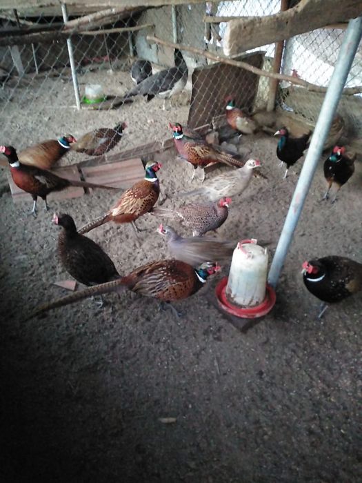 Fazani de vanzare 100 lei