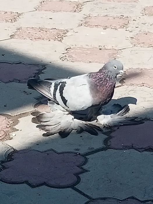 Голуби сизые лётные