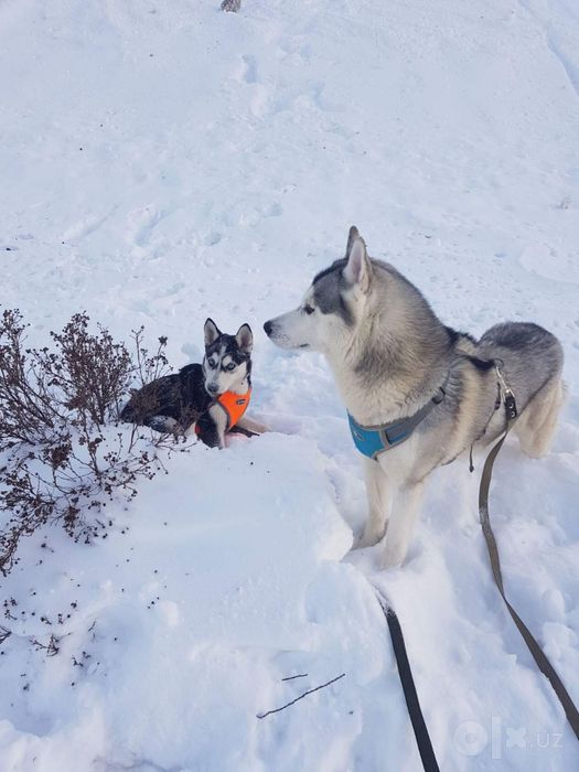 Xaski moviy kozlik xar xili bor chroylik zor sovga yangi yil ga