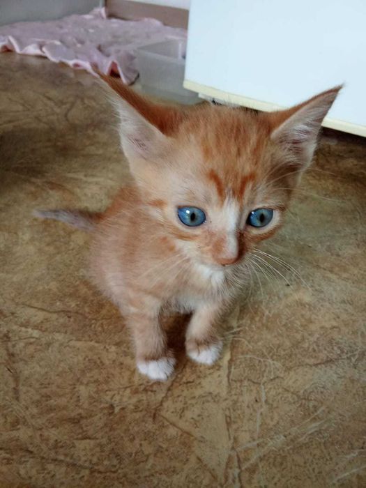 Отдам котят в хорошии руки