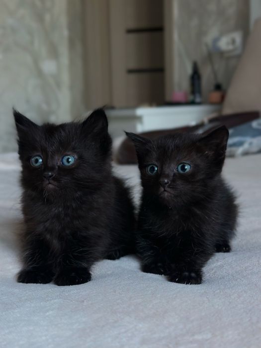 Дарю котят в хорошие руки