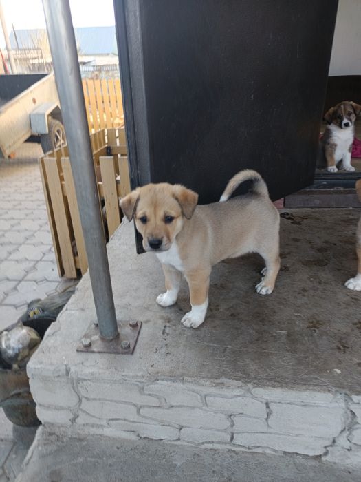 Отдам щенков в хорошие руки