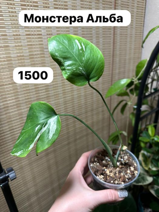 Комнатные растения