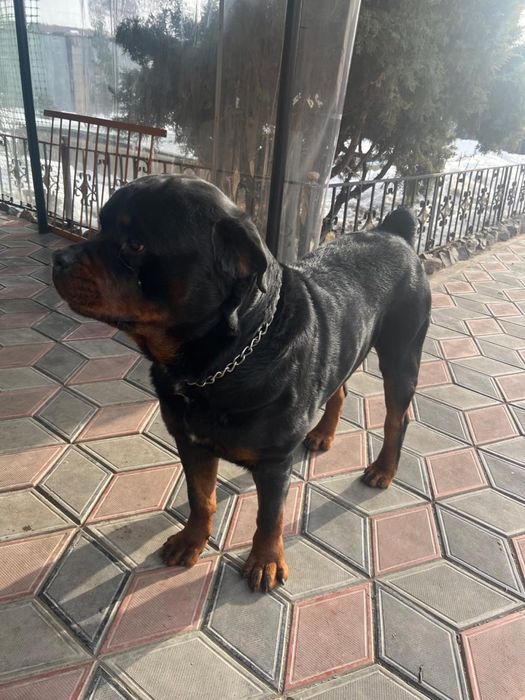 Кобель для случки