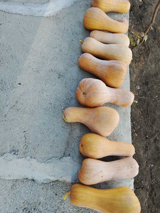 Тикви за семена и ядене