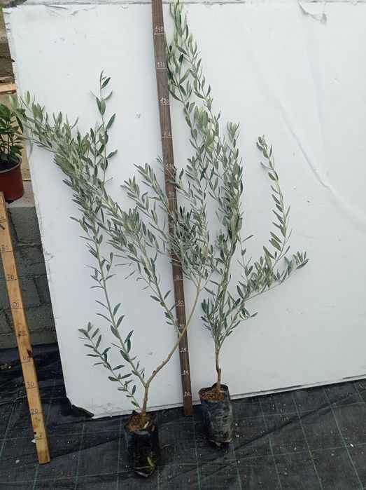 Маслини Студоустоичиви