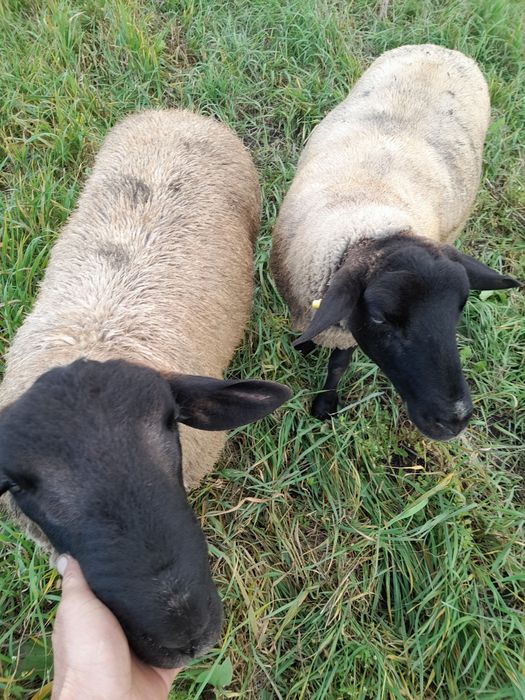 Vând oi sufolk,12 bucăți