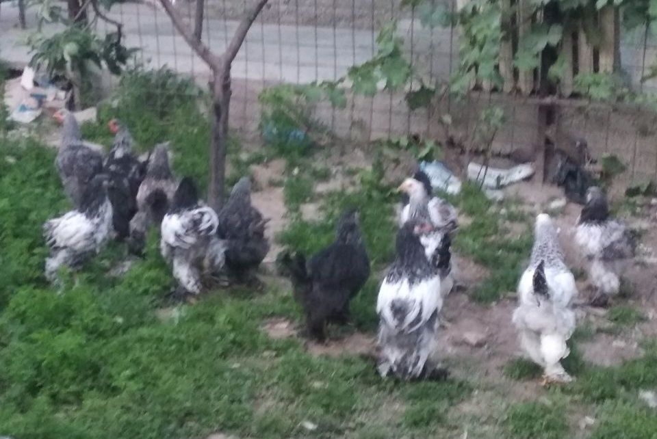 Брама жужалари сотилади