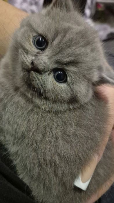 Scottish fold & straight cat. 2 oylik