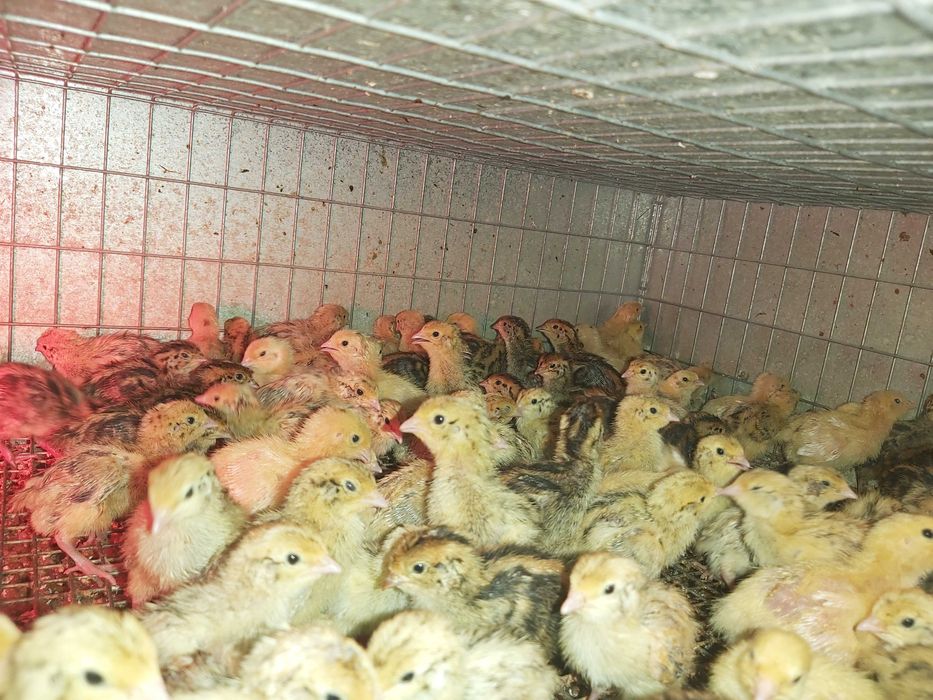 Pui prepelita Giganta Polara si Jumbo Gold