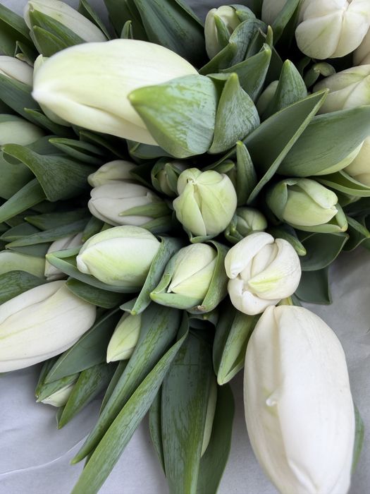 Большие красивые тюльпаны