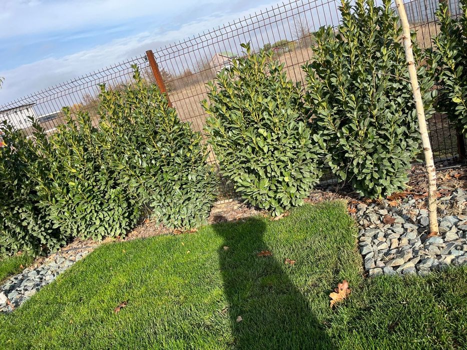 Laur englezesc laurocerasus