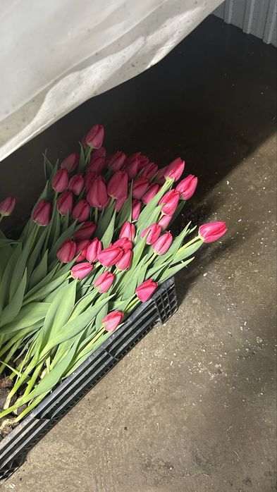 Тюльпаны оптом и в розницу