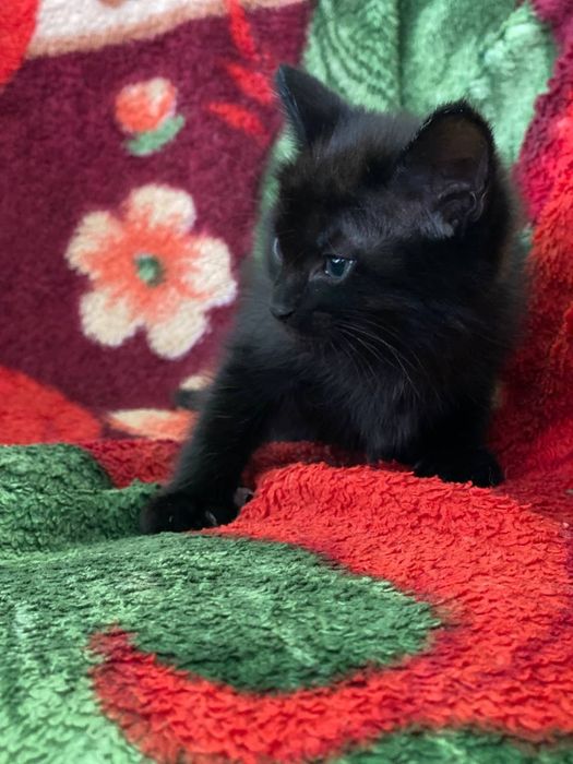 Hadiya.  Отдам в добрые руки